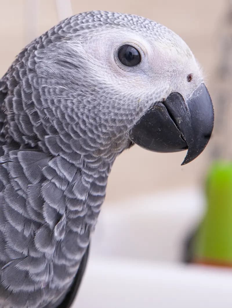 Cockatoo Parrots – Farm Raised Excellence Amazing Birds Farm