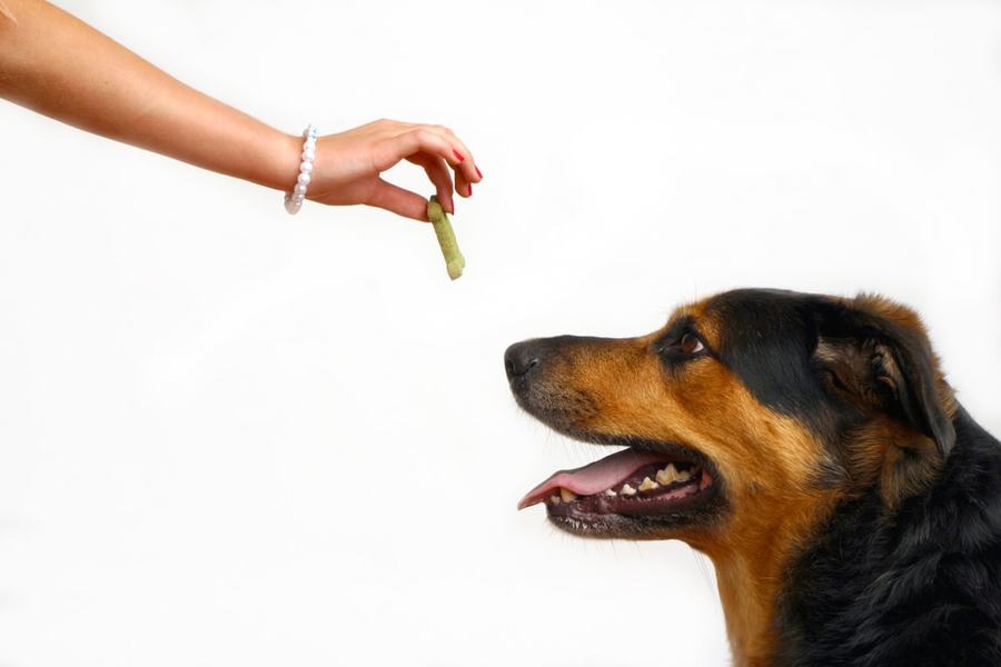 Dog Trainers Near Phoenix for Real Behavior Results