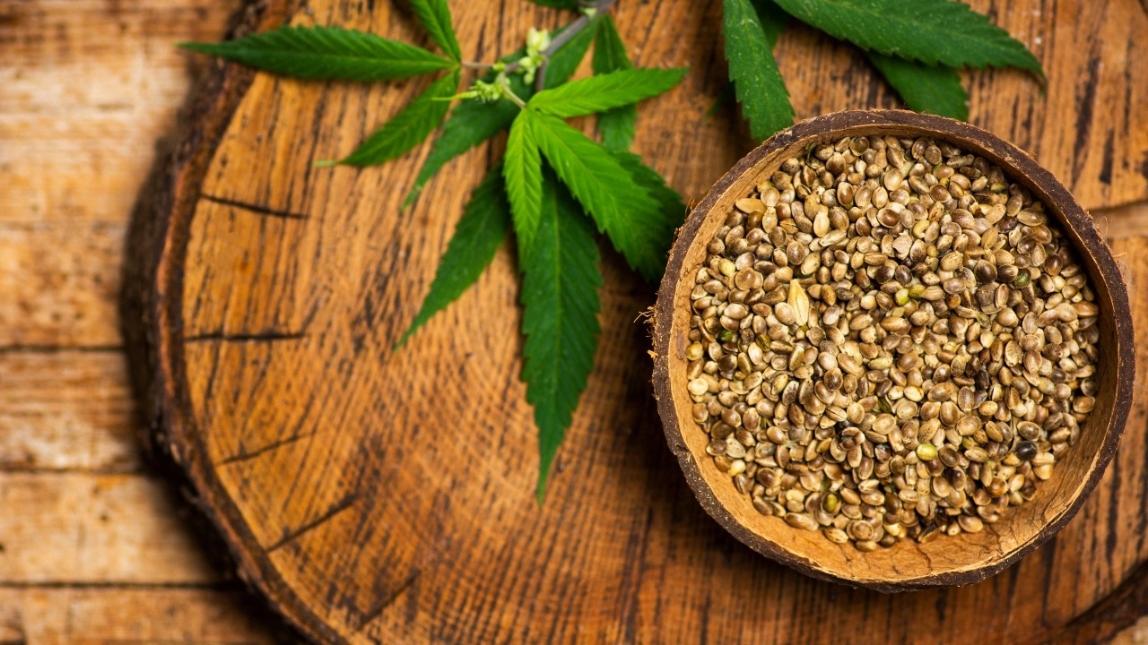 Cannabis Club Valencia – Cannabis Club Valencia by Clubs Cannabis Madrid