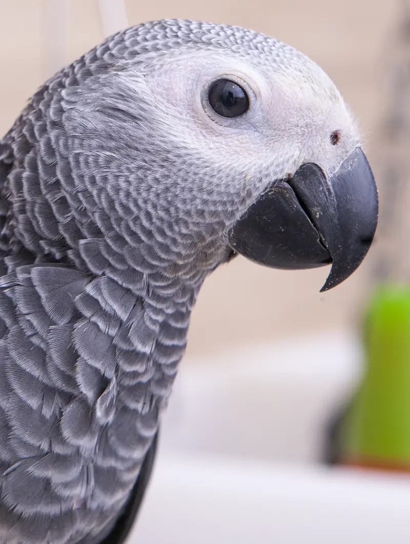 Cockatoo Parrots – Farm Raised Excellence Amazing Birds Farm