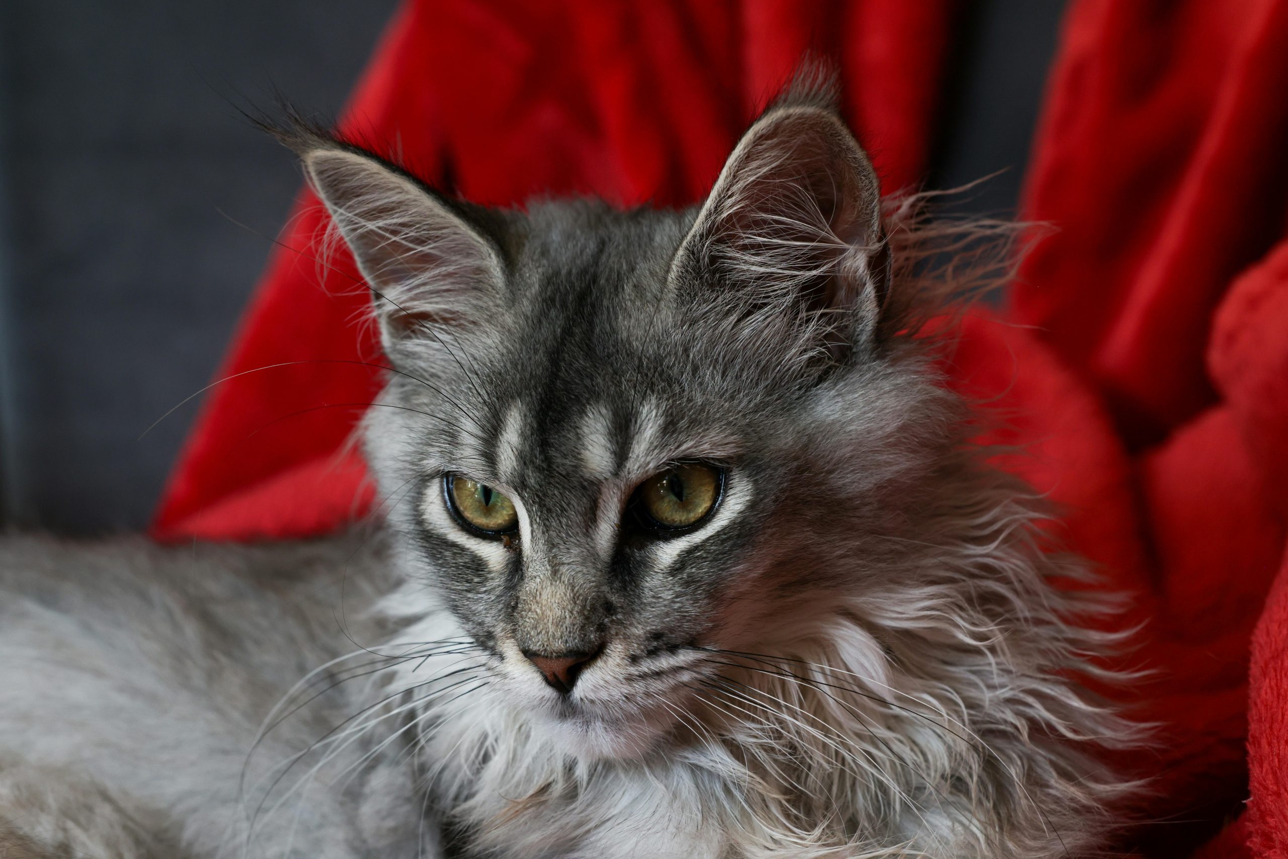 Beautiful Maine Coon Kittens for Sale – Reserve Your Kitten Today